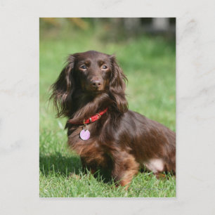 Choklad och Tan Miniature Dachshund med lång halve Vykort