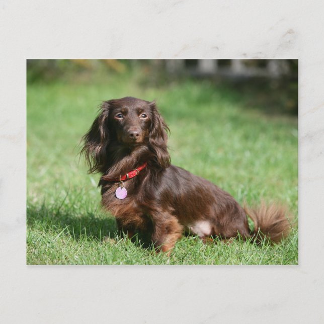Choklad och Tan Miniature Dachshund med lång halve Vykort (Framsida)