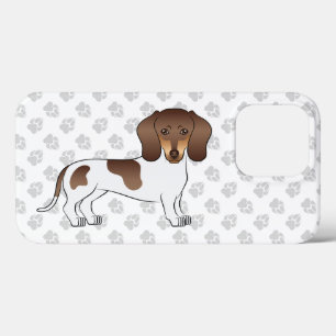 Choklad & Tan Pied Korthårig Dachshund & Tassar