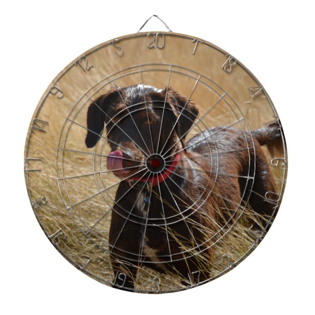 Chokladbrun Labrador Retriever Darttavla (Framsidan)