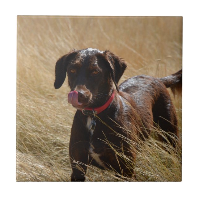 Chokladbrun Labrador Retriever Kakelplatta (Framsidan)