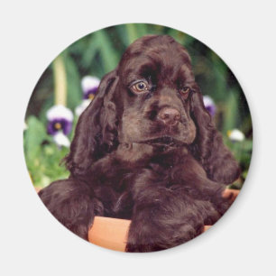 Chokladcockerspanielmagnet Magnet