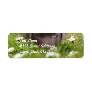Chokladlabb i daisy som postar etiketter returadress etikett