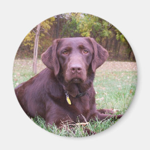 Chokladlabb Magnet