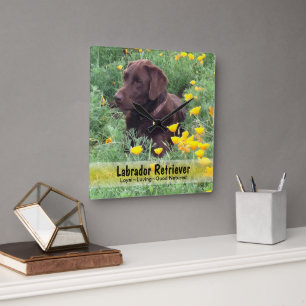 Chokladlabbet i en CaliforniPoppy lappar Fyrkantig Klocka