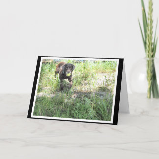 Chokladlabbkort Kort