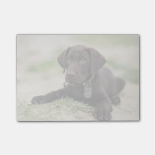 Chokladlabbvalp Post-it Block