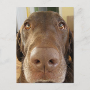 chokladlabrador ansikte vykort