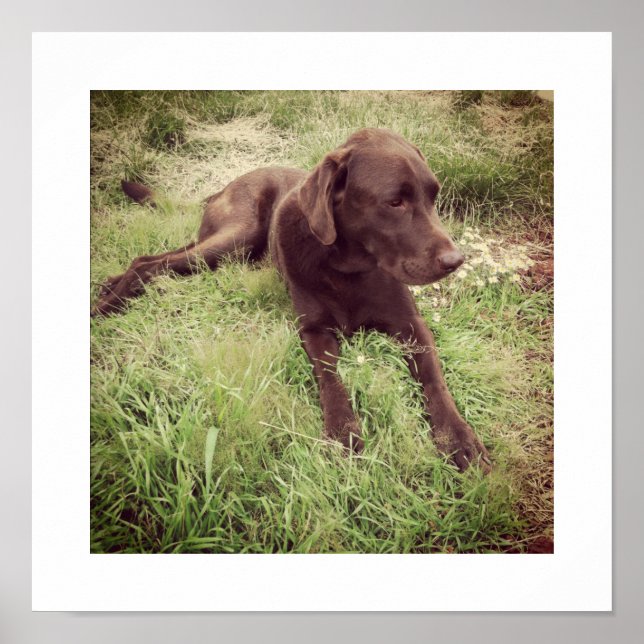 Chokladlabrador liggande i gräset fotografi poster (Framsidan)