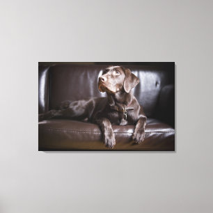ChokladLabrador Retriever Canvastryck