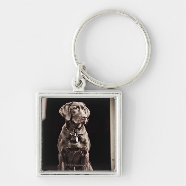 ChokladLabrador Retriever Fyrkantig Silverfärgad Nyckelring (Framsidan)