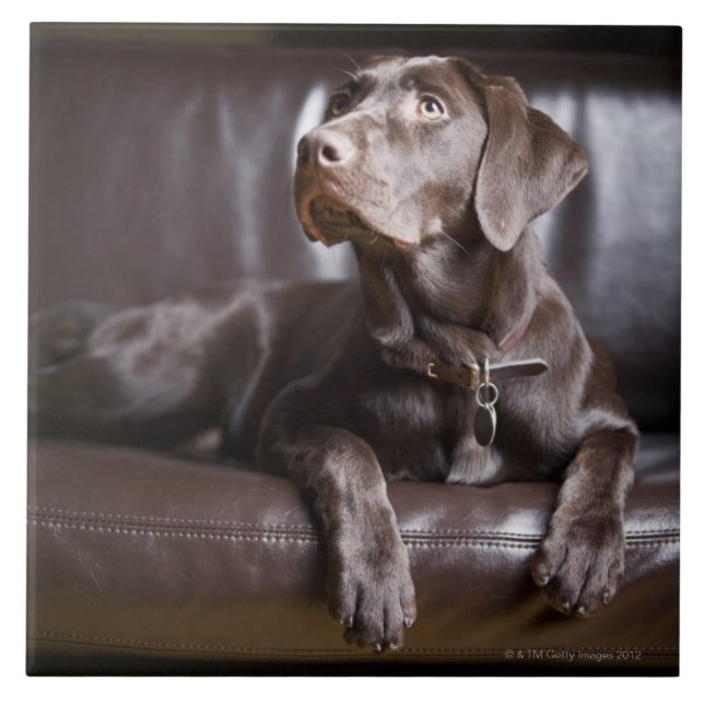 ChokladLabrador Retriever Kakelplatta (Framsidan)