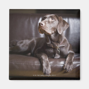 ChokladLabrador Retriever Magnet