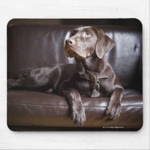ChokladLabrador Retriever Musmatta