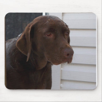 ChokladLabrador Retriever Musmatta