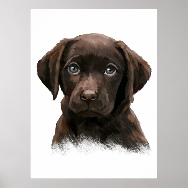 Chokladlabrador Retriever Poster (Framsidan)