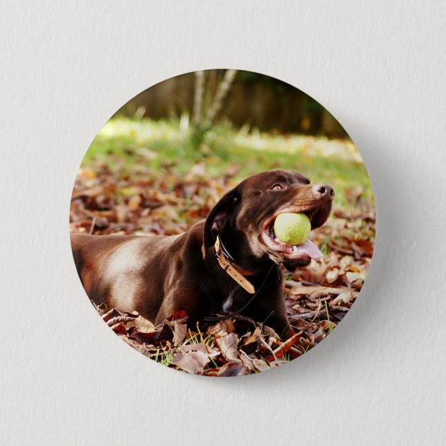 Chokladlabrador som leker med boll knapp (Framsida)