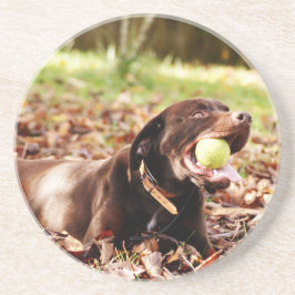 Chokladlabrador som leker med boll underlägg sandsten