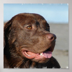ChokladLabrador tryck