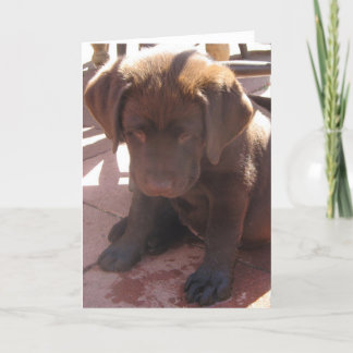 ChokladLabrador valp Kort