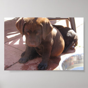 ChokladLabrador valpar Poster