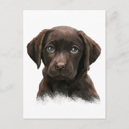 Chokladlabrador Vykort