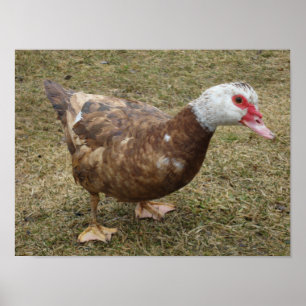 ChokladMuscovy anka Poster