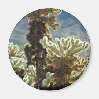 Cholla Aftermiddag Magnet