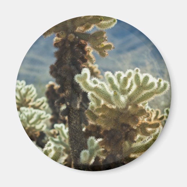 Cholla Aftermiddag Magnet (Framsidan)