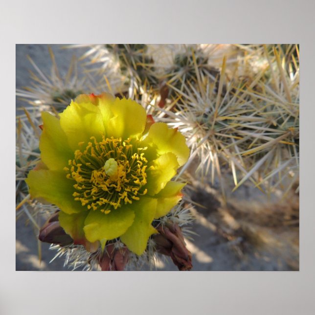 Cholla Cactus Flower Poster (Framsidan)