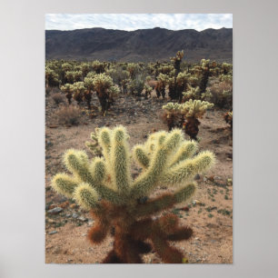 Cholla Cactus Joshua Träd Park Foto Poster