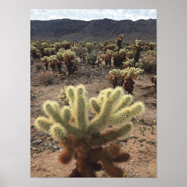Cholla Cactus Joshua Träd Park Photo Poster (Framsidan)