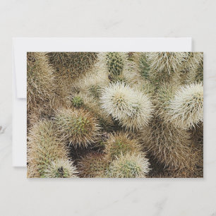 Cholla Cactus Photo Anteckningskort