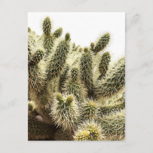 Cholla Cactus Vykort
