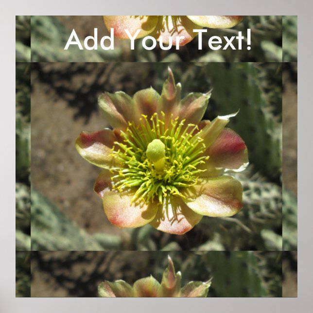 Cholla Desert Flower Bloom Poster (Framsidan)