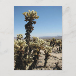 Cholla Garden-Joshua Träd Vykort