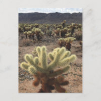 Cholla Gardens Joshua Träd nationalpark