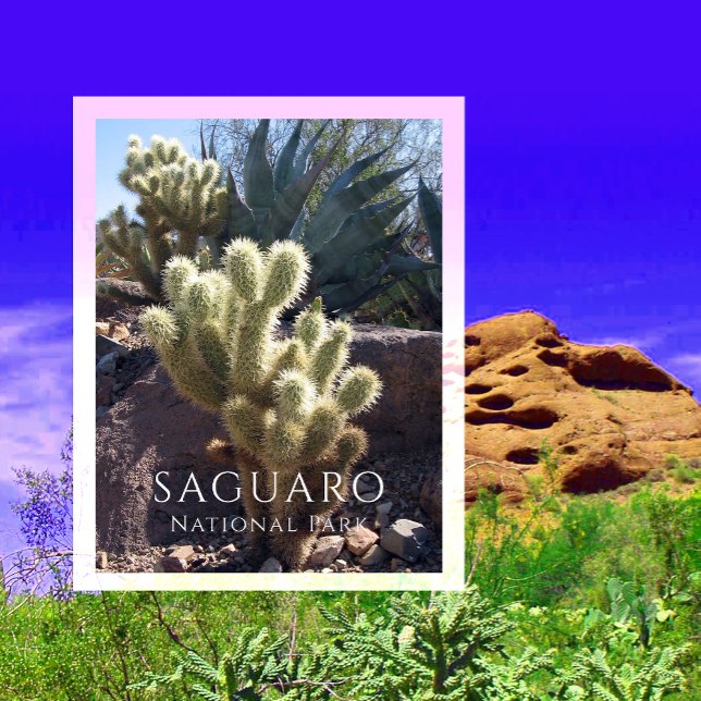 Cholla-kaktus, Agave, Saguaro National Park, AZ Po Vykort (Skapare uppladdad)