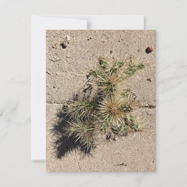 Cholla-kaktus växer i en spricka i trottoaren julkort (Framsida)