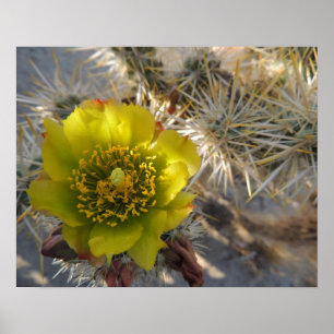 Cholla kaktusblomma poster