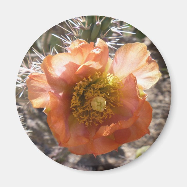 Cholla Peach Bloom Magnet (Framsidan)