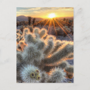 Chollas Cactus Sunrise Vykort