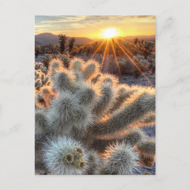 Chollas Cactus Sunrise Vykort (Framsida)