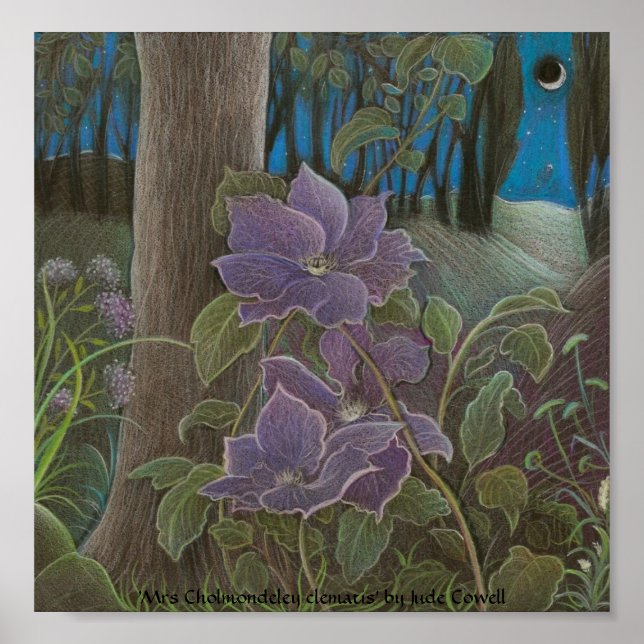 "Cholmondeley clematis by Moonlight" Poster (Framsidan)