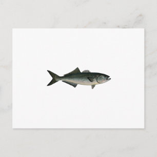 Chopper Bluefish Vykort