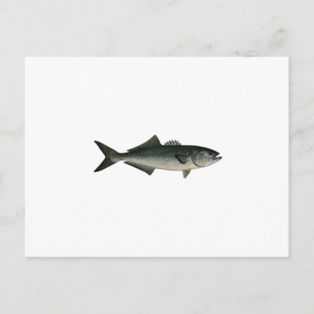 Chopper Bluefish Vykort (Framsida)