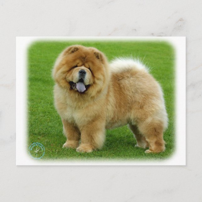 Chow Chow 9B008D-06 Vykort (Framsida)