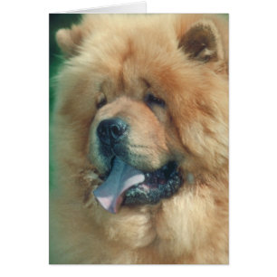 Chow Chow Hälsningskort