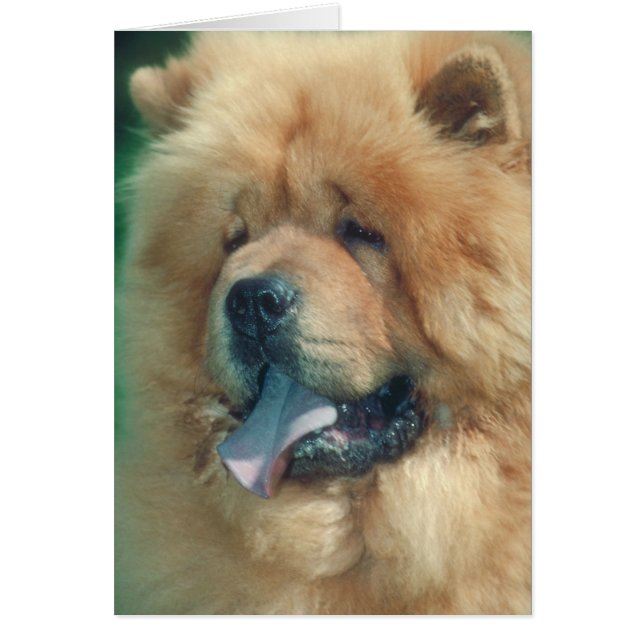 Chow Chow Hälsningskort (Framsidan)