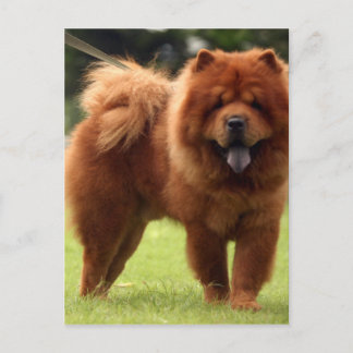 Chow Chow Hund Poses Vykort